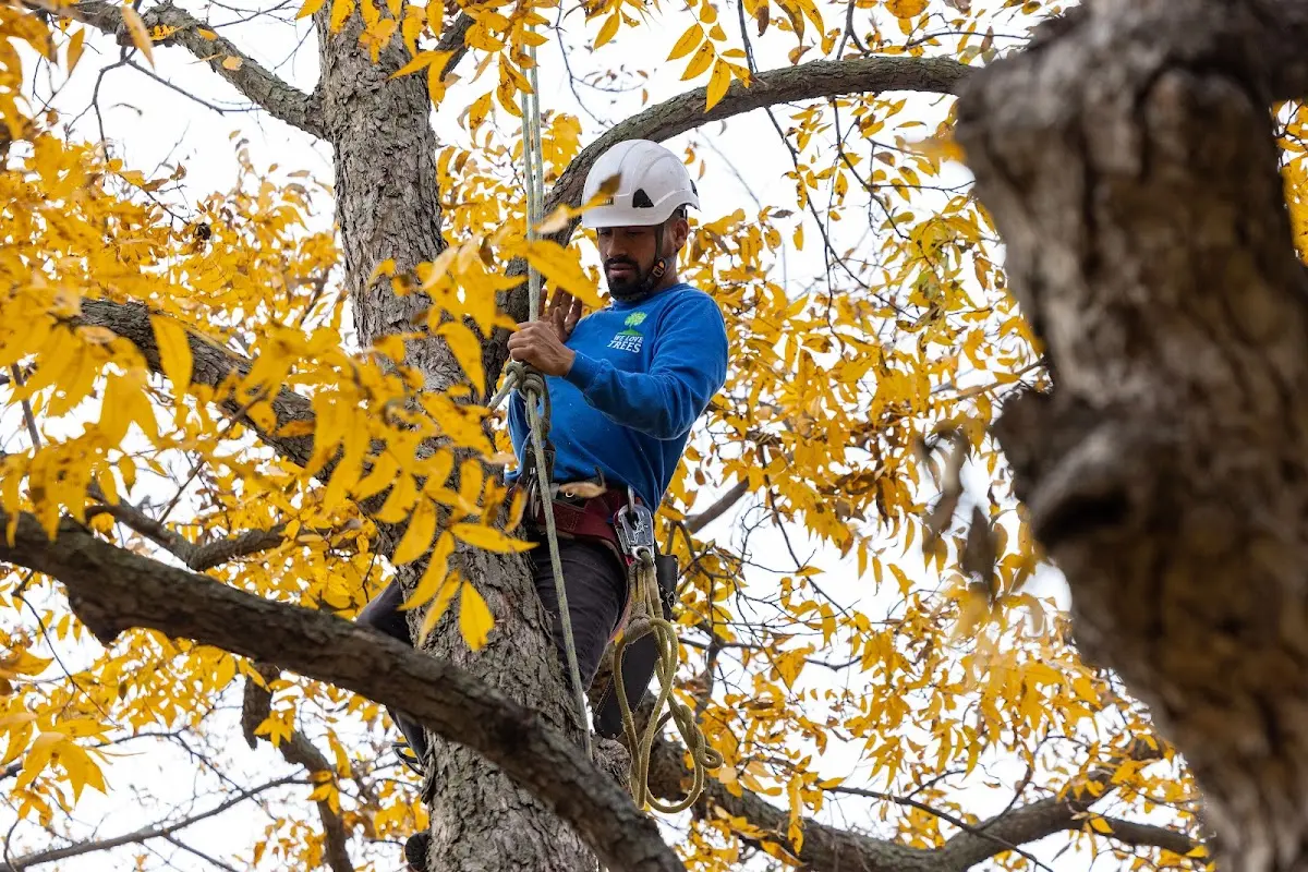 Skilled Tree Trimming crew working in Arlington